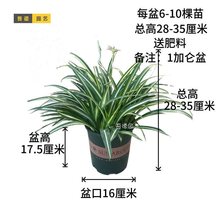 大盆金心吊兰绿植植物盆栽花卉土培水养室内外好养净化空气吸