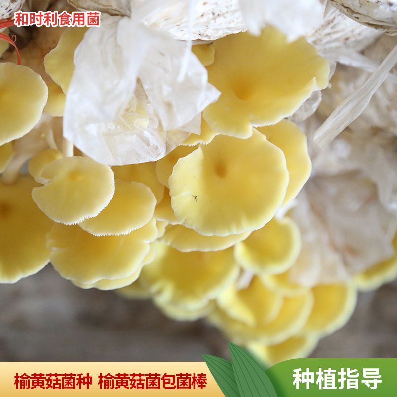 榆黄菇菌种种植包3斤产量高黄金菇种子种植包 出菇快金顶蘑种植包