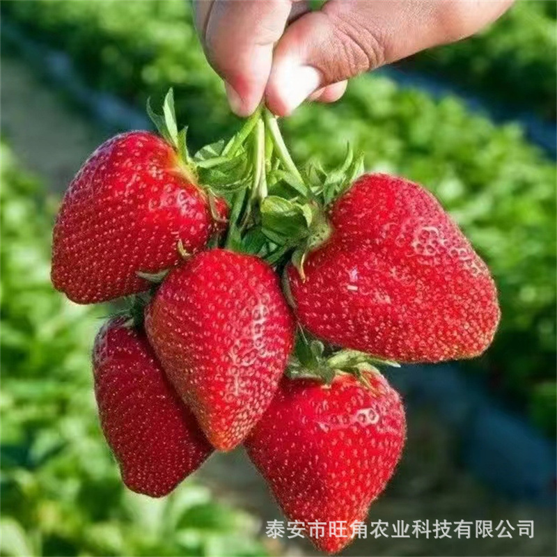草莓苗四季盆栽 红颜丹东99奶油久香妙香七号 草莓苗带土带盆
