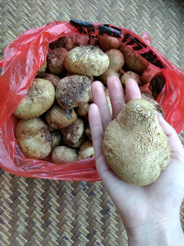 广东新鲜野生菌灰包菌马屁包马勃菇马勃菌姜疙瘩非松露500g