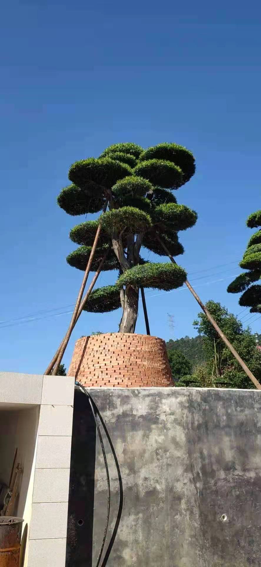 精品罗汉松造型树园林工程绿化行道庭院树 规格齐全湖南基地直销