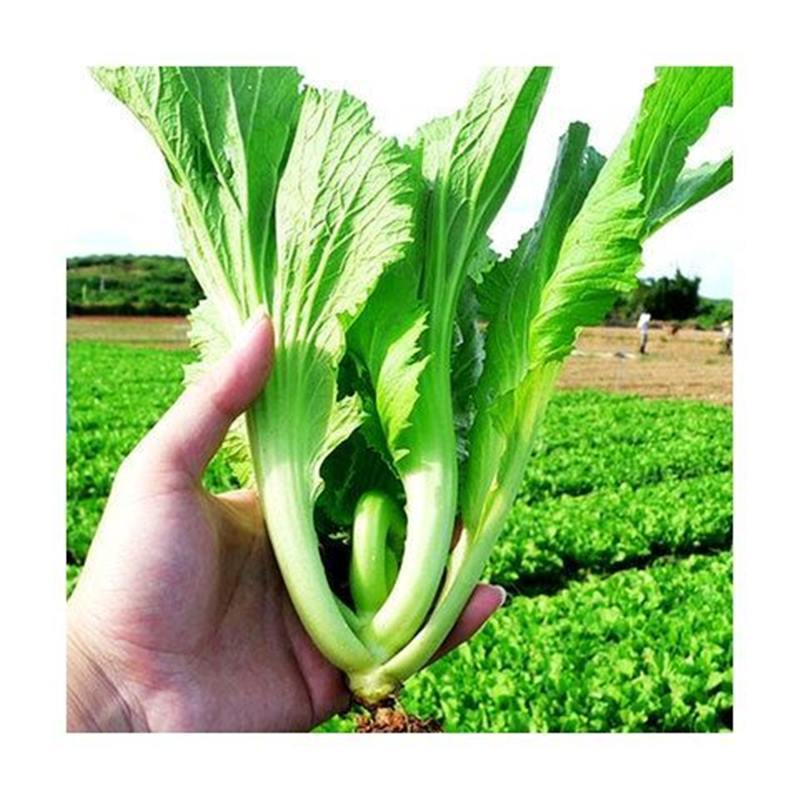 四季大叶水东芥菜种子特大广东芥菜种籽包心甜下半年菜种籽蔬菜孑