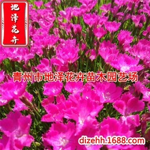 园林绿化工程观赏花卉 绿植盆栽欧石竹 花期长耐践踏 耐寒耐热