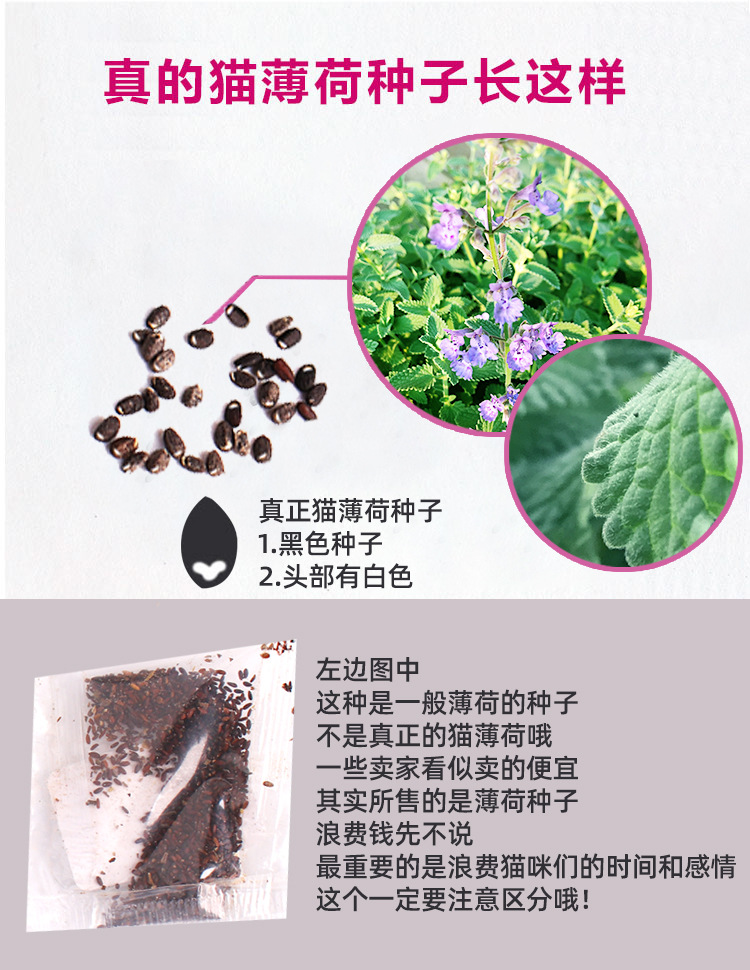 猫薄荷种子 自己种植猫薄荷套餐猫薄荷草种盆栽自嗨猫咪零食套装