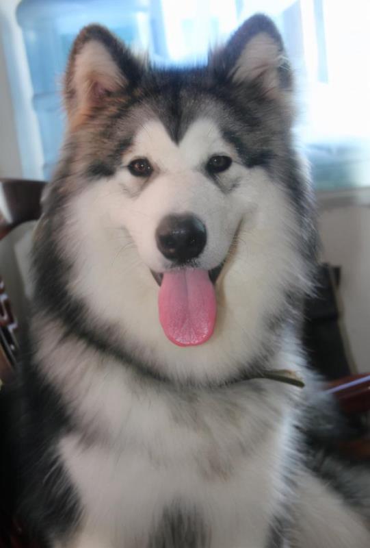 阿拉斯加幼犬巨型阿拉斯加犬桃脸阿拉斯加雪橇犬灰色红色