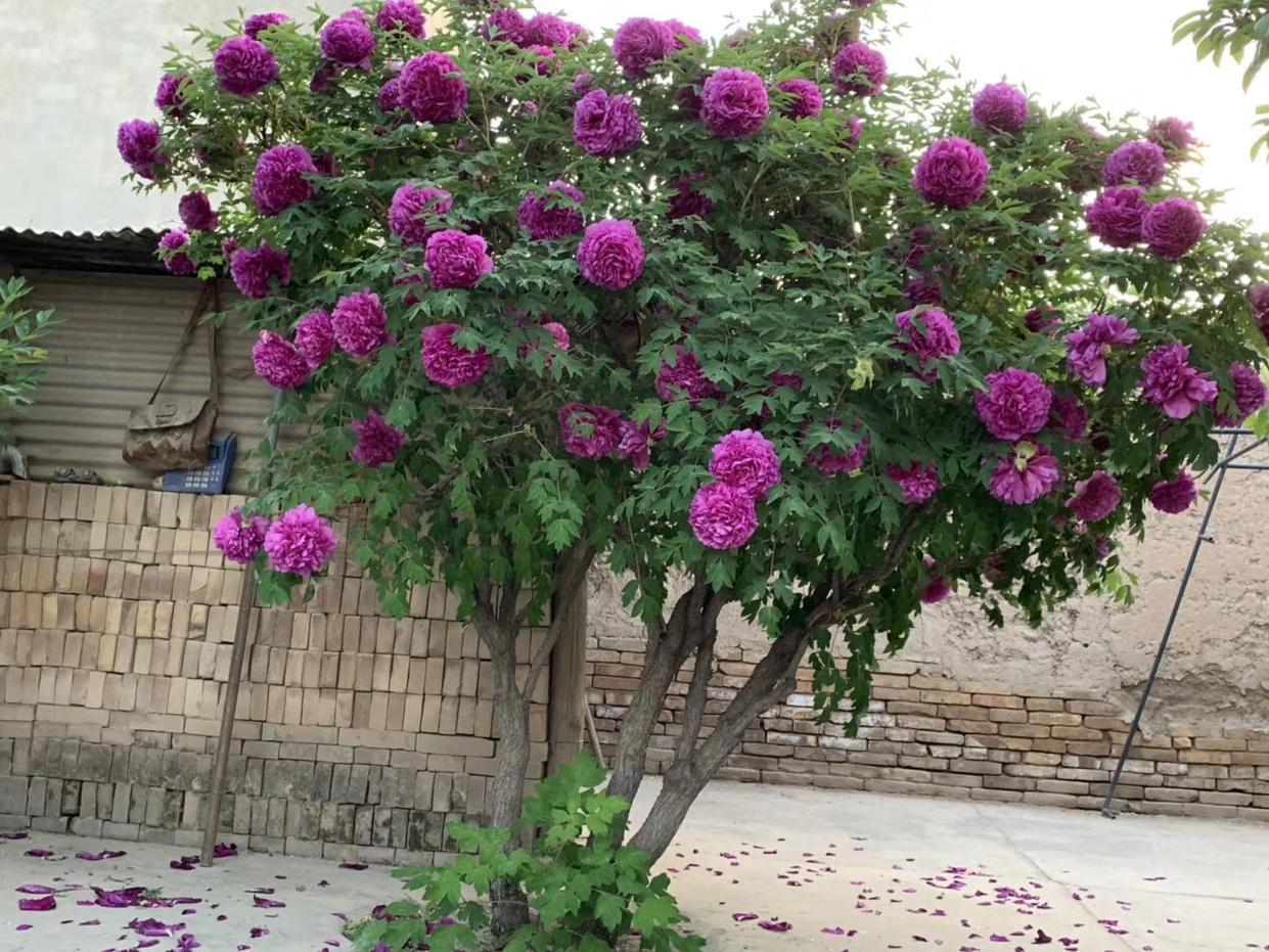 树桩疙瘩造型独杆牡丹老桩花苗绿植盆栽庭院别墅牡丹花苗带盆栽好