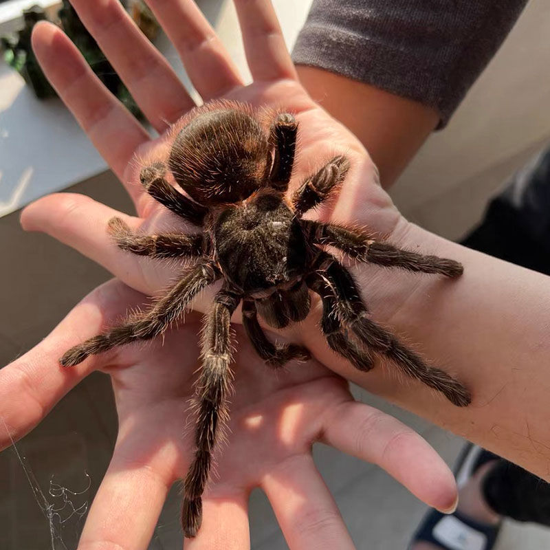 巴西所罗门蜘蛛网红温顺食鸟活宠物新手入门3-20厘米可爱爬宠