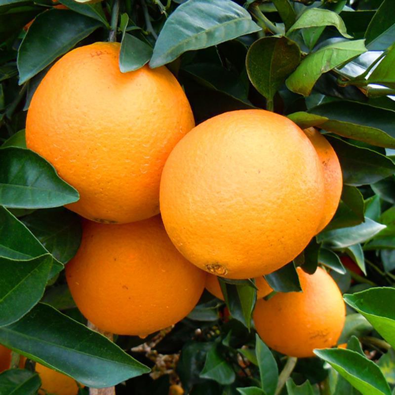 产地直发江西赣州信丰赣南脐橙9斤装整箱水果 新鲜无籽甜橙子批发