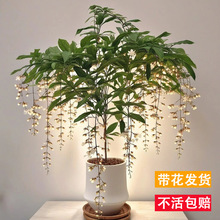 垂丝茉莉盆栽带花苞绿植室内花卉四季开花阳台垂吊海棠花植物大苗