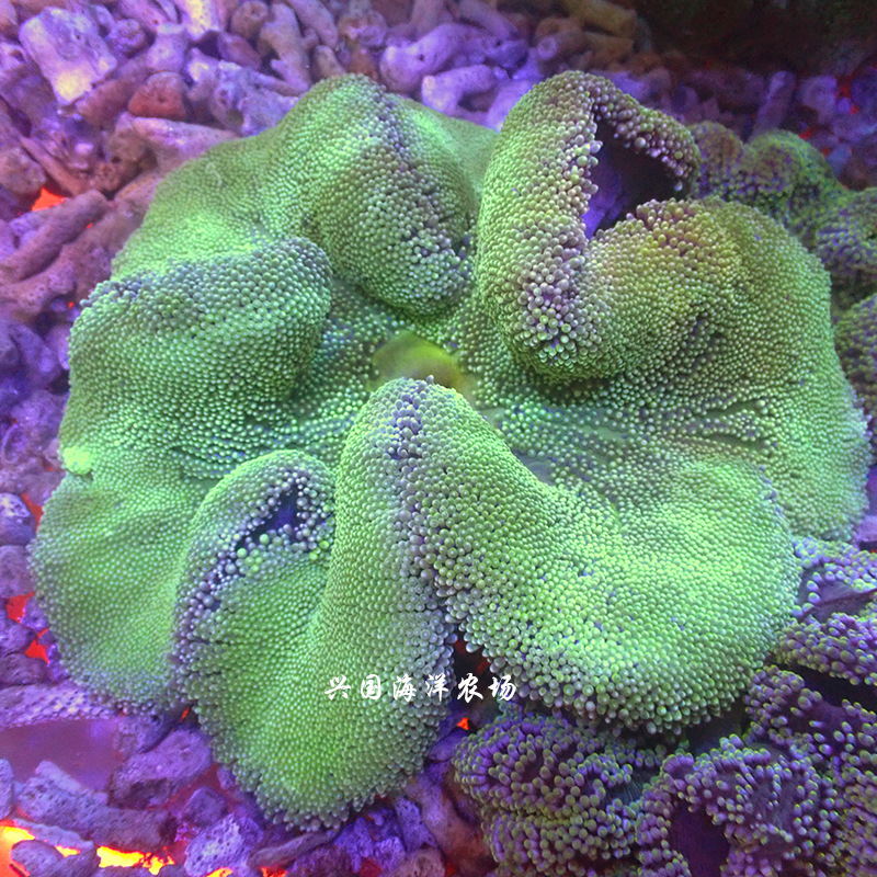 短须地毯海葵 绿地毯海葵珊瑚活体海水鱼lps小丑鱼共生包活养定
