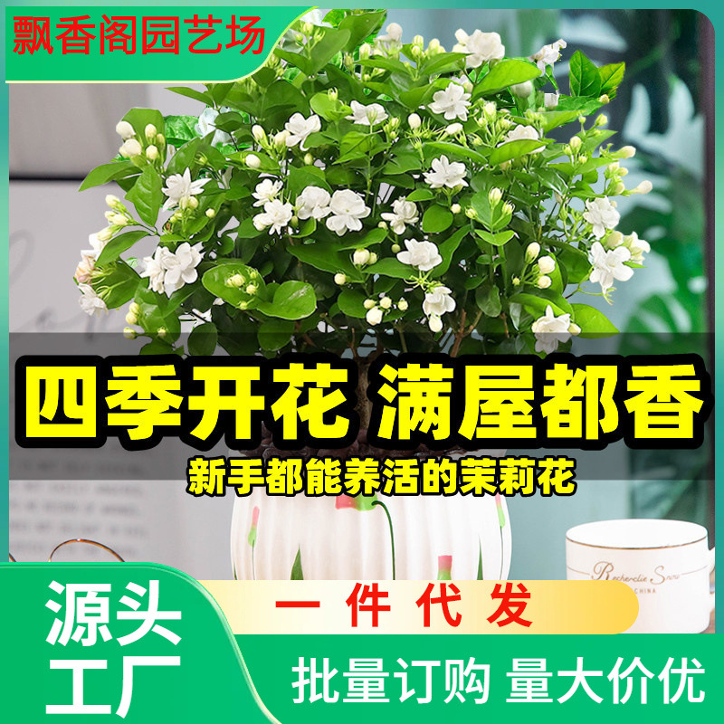 一件代发茉莉花盆栽带花苞栀子花卉植物室内绿植九里香香四季开花