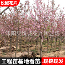 榆叶梅苗批发工程绿化苗木行道风景树点缀庭院种植小桃红榆叶梅树