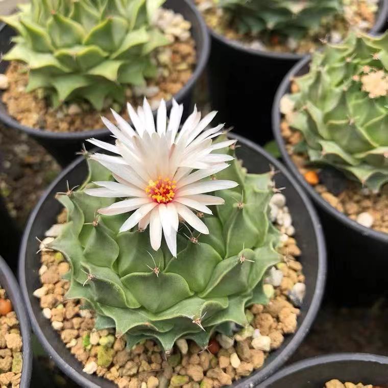 【基地直供】仙人球盆栽会开花四季仙人掌多肉植物 实生帝冠牡丹