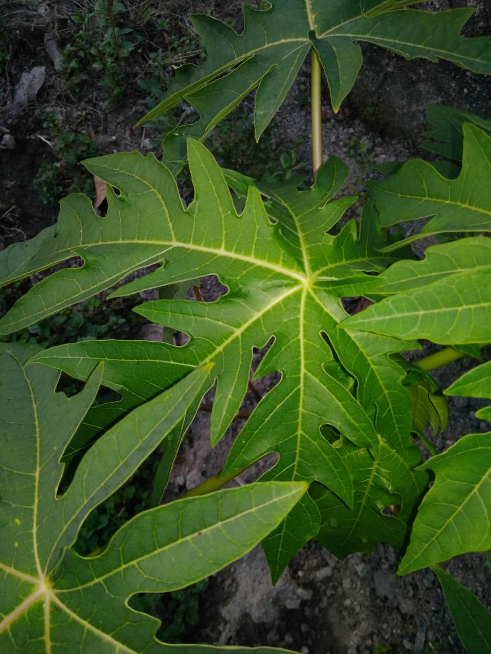 新鲜食用农产品新款中国大陆现采野生木瓜叶500g鲜品