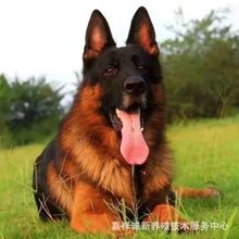 纯种德国牧羊犬赛级德牧弓背黑背警犬中华看家护院犬