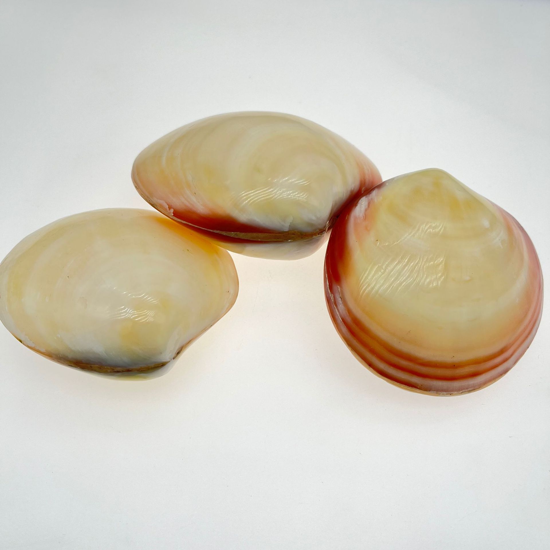 贝壳海螺粉哈贝黄贝小标本螺贝微景观diy水族造景装饰工艺品