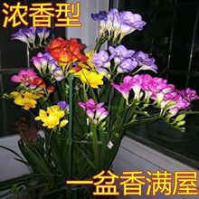 香雪兰鲜花四季开花种兰花卉盆栽小苍兰阳台外室内好养活耐寒植物