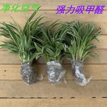 吊兰批发四季种植金边金心花卉花盆栽绿植阳台客厅办公室养好代发