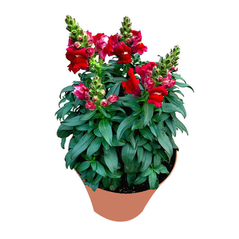 摩尔庄园花香金鱼制作方法（摩尔庄园花香金鱼制作方法）