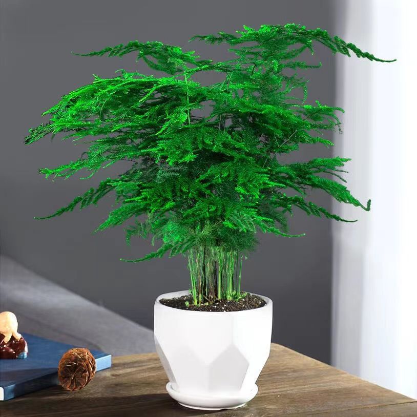 【20榆树】-20榆树厂家,品牌,图片,热帖-阿里巴巴