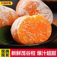 广西茂谷柑大果新鲜当季水果脏脏砂糖沃柑橘子石灰桔子孕妇水果