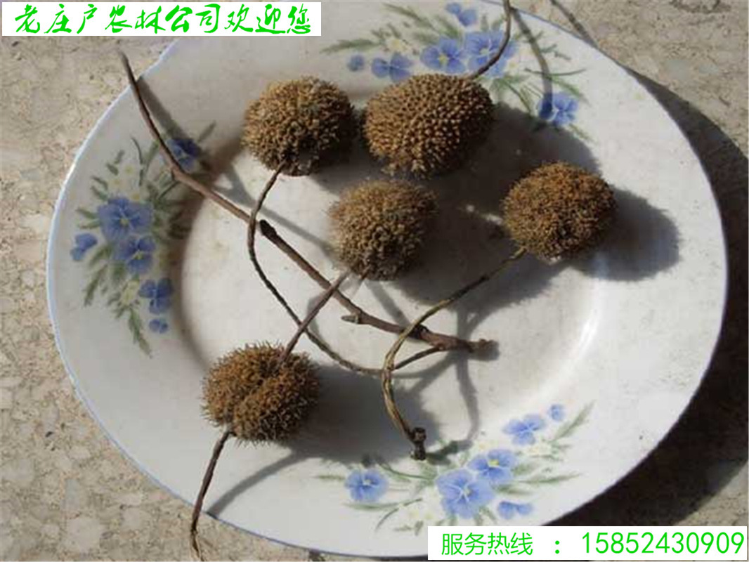 法桐树种子又名法国梧桐树三球悬铃木裂叶悬铃木落叶大乔木种子