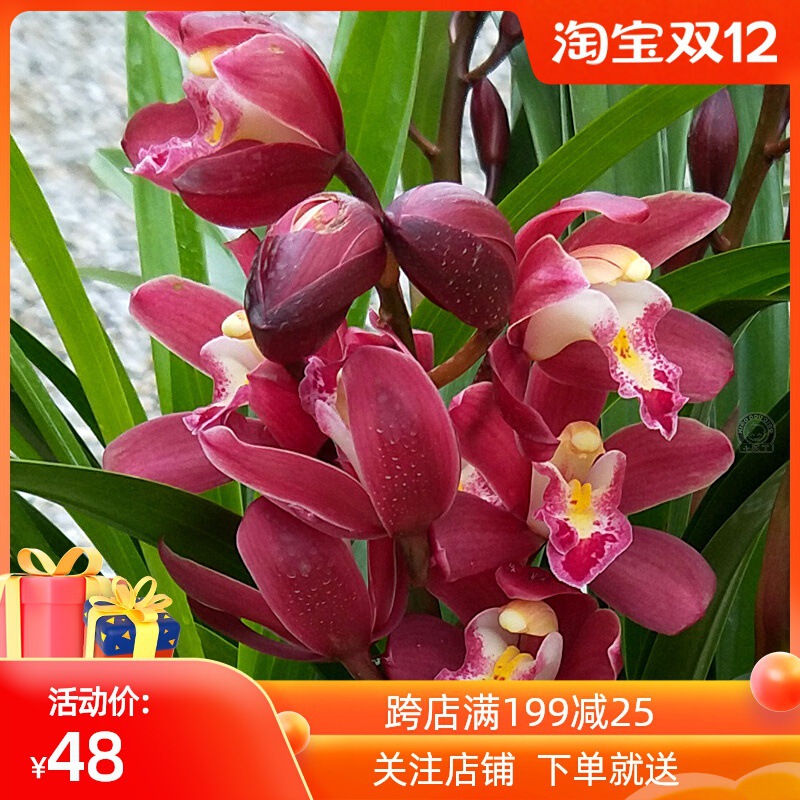 翁源兰花苗墨兰四季名红宝石钻石红花浓香室内好养绿植花卉盆栽