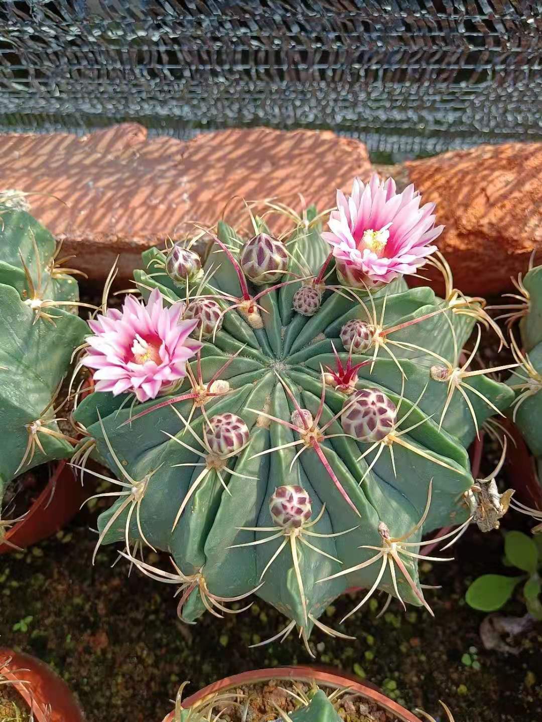 赤城仙人球易养爱开花美观绿色植物15盆一件18盆一件