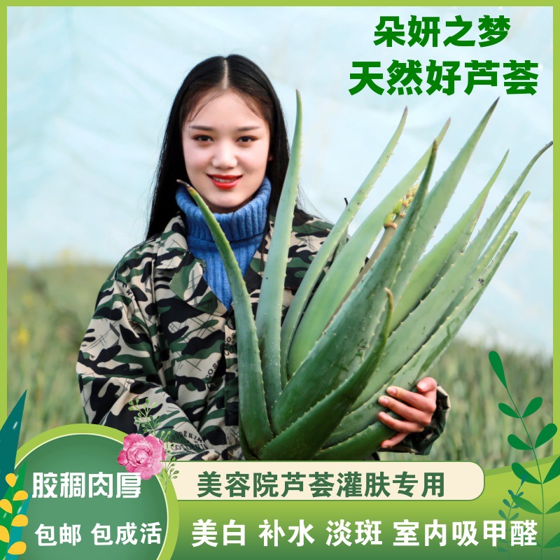 美国库拉索新鲜美容食用奶芦荟灌肤芦荟室内植物盆栽吸甲醛包邮