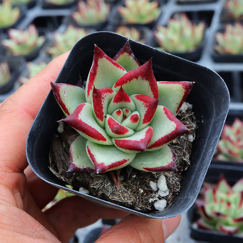 乌木黑檀汁多肉植物批发易养室内花卉绿植鲜花盆栽直批含盆带土发