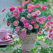 小雏菊花种子盆栽四季开花易爆盆室内外玛格丽特花卉种籽庭院阳台