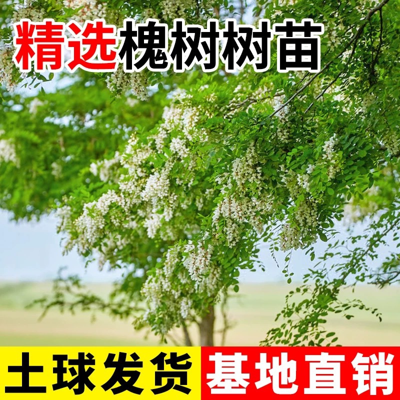 槐树苗国槐庭院大树刺槐国槐花树苗植物耐寒可食用洋槐蜂蜜洋槐花