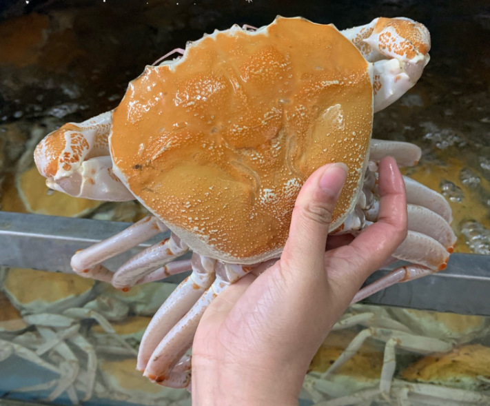 活冻黄金雪蟹鲜活冷冻澳洲黄金鳕蟹皮匠蟹皇后蟹生猛海鲜水产批发