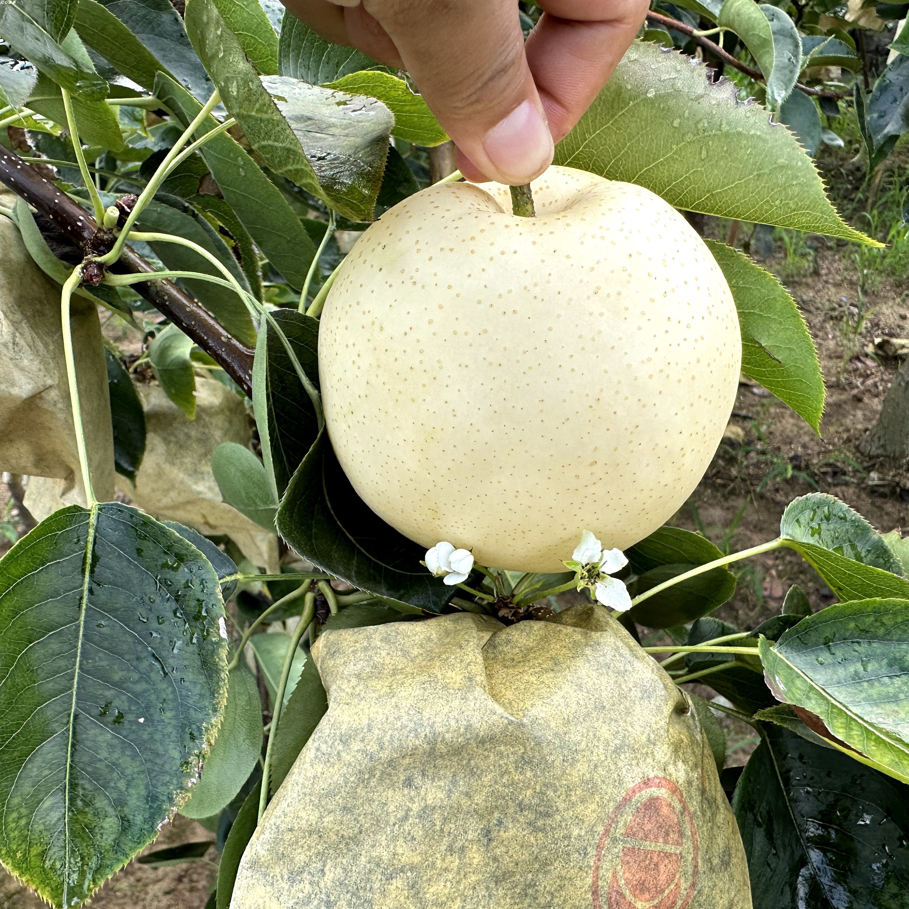 四川广元苍溪特产当季新鲜水果现摘翠冠梨黄金梨雪梨净重10斤包邮