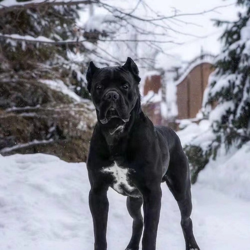 纯种卡斯罗幼犬活体双血统意大利卡斯罗幼崽看家护卫家庭犬伴侣犬