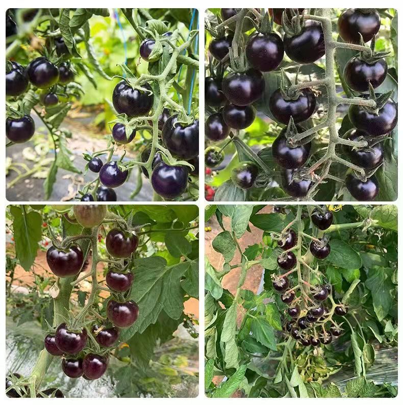 黑珍珠番茄种子农田菜园可盆栽硬果肉厚脆嫩紫黑钻石小西红柿籽