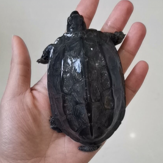 全墨苗纯种顶墨中华草龟活体宠物情侣龟外塘冷水深水乌龟黑腹小