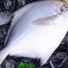 特大号银鲳鱼东海国产新鲜银鲳鱼平鱼海捕批发白鲳鱼速冻