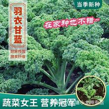 正品绿羽衣甘蓝种子盆栽田园庭院种植富含多种维生素四季无籽蔬菜