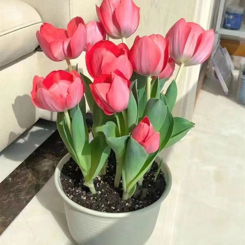 水培郁金香盆栽绿植物大球花卉阳台客厅四季开花飘香
