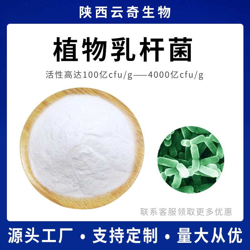 植物乳杆菌100亿 肠道乳酸菌 云奇生物现货 免运费