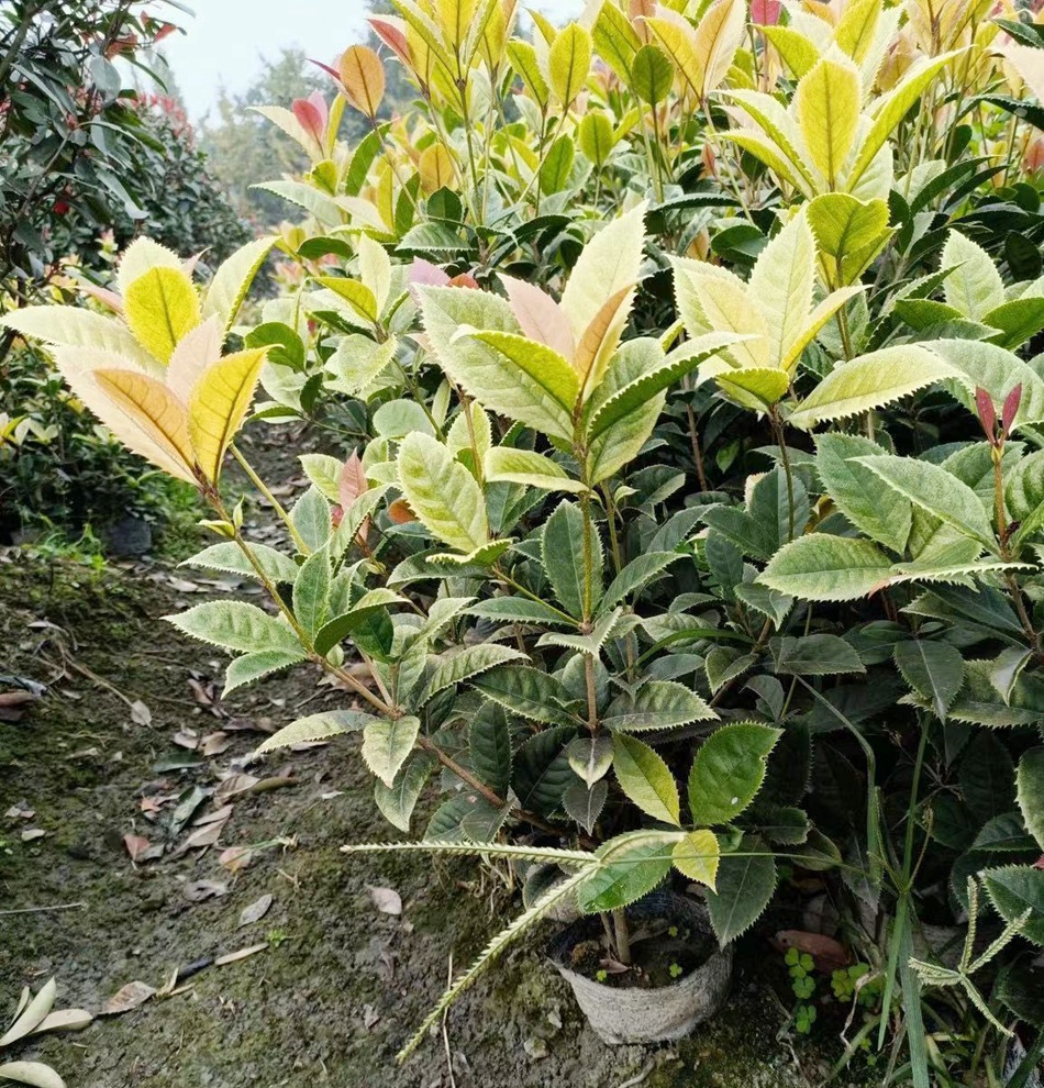 五彩桂杯苗 七彩桂 珍珠彩叶桂 国色天香桂 园林绿化地被苗木绿植