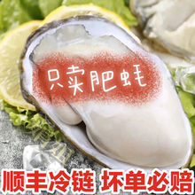 生蚝批发福建带壳新鲜牡蛎净化海蛎子现发贝类海鲜水产品烧烤食材