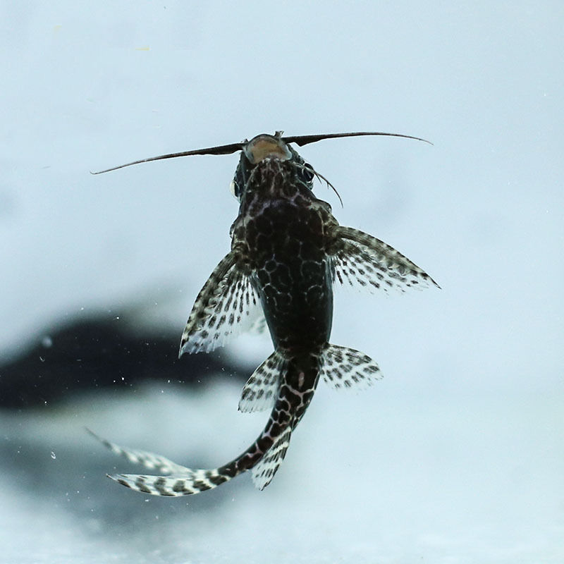 反游猫倒游底层清垃圾澡工具清道夫清缸热带鱼观赏鱼鱼苗活体包邮