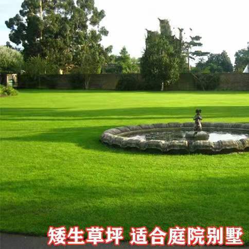 台湾青2号草坪草籽种子矮生四季常青耐高温耐践踏庭院绿化免修剪