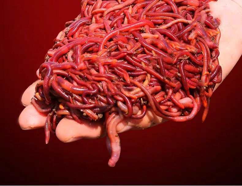 蚯蚓活体野钓鱼饵红蚯蚓饵料钓鱼蚯蚓活饵放生龟食种苗散装包邮