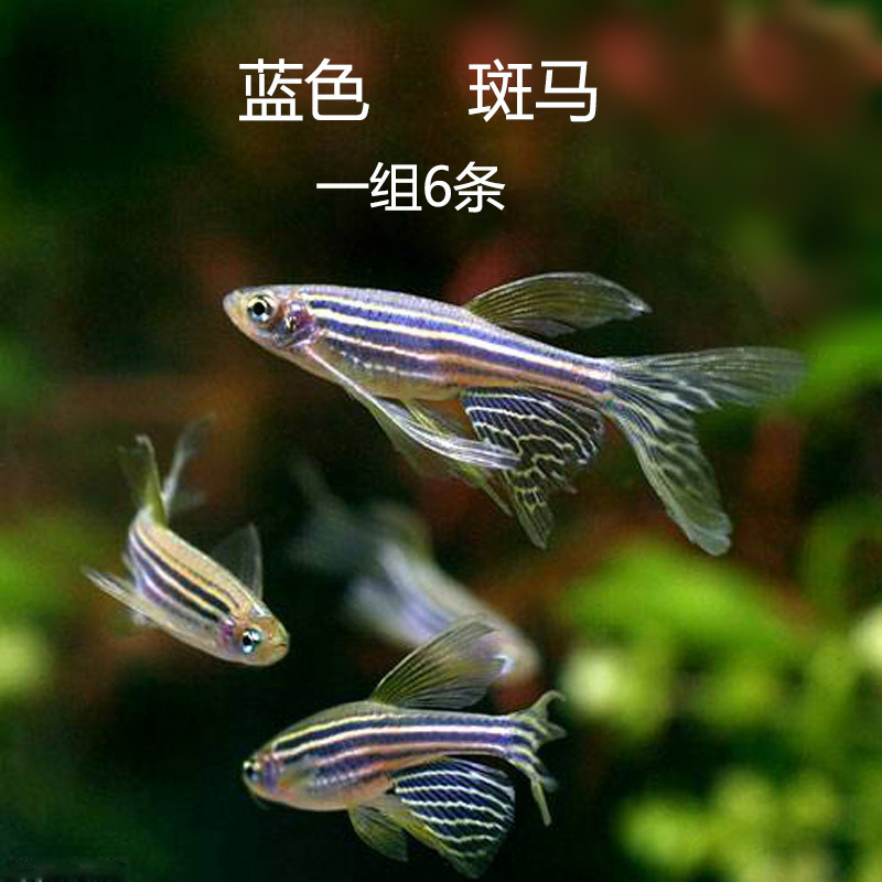 斑马小型热带鱼红蓝游鱼观赏鱼活体斑马鱼群紫宠物斑马鱼蓝-阿里巴巴