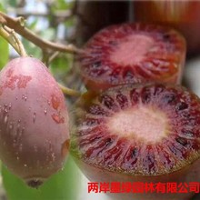 基地批发软枣子软枣猕猴桃树苗南方北方种植龙城2号软枣猕猴桃苗