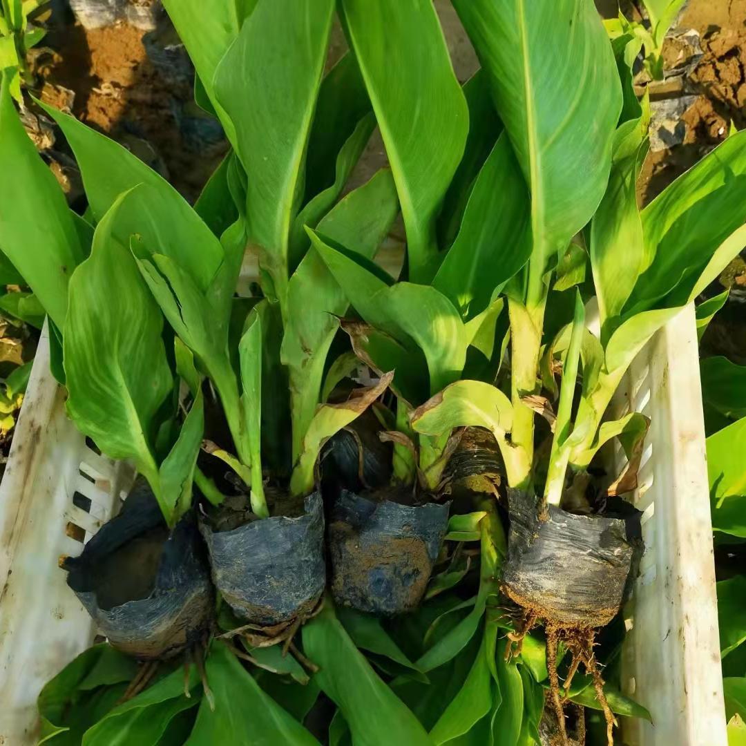 美人蕉青州批发水生绿化植物美人蕉 庭院室内盆栽观赏花卉