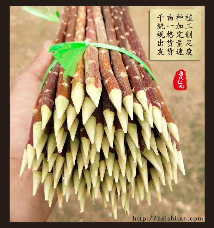 批发新疆红柳签子 红柳枝烧烤羊肉串 烧烤签子烧烤针 木签子包邮